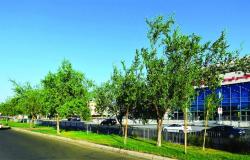 5 أشجار تكسو شوارع المدينة