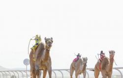 المملكة تحتضن أكبر مهرجانات الإبل في العالم في ديسمبر