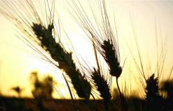 نقص الأسمدة يهدد محصول القمح في المنيا