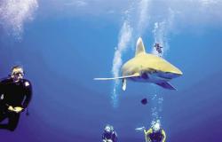 غرفة سياحة الغوص تواجه حوادث أسماك القرش بالبحر الأحمر بدورات تدريبية