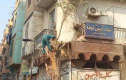 القاهرة: تقليم أشجار روض الفرج بعد شكوى الأهالي من الحشرات