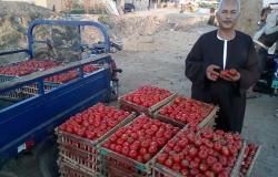 نقيب الفلاحين يطالب المواطنين بتخزين كميات كبيرة من الطماطم تحسبا لارتفاع سعرها (فيديو)