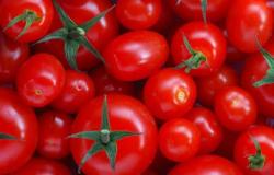 الخيار والطماطم.. الزراعة: ارتفاع أسعار بعض الخضراوات نتيجة تأثرها بحالة الطقس