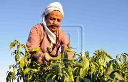 رئيس «التغير المناخي» بالزراعة: 5 إجراءات لحماية المحاصيل من الطقس السيئ