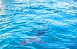 مطالب لمحميات البحر الأحمر بالتدخل لإنقاذ سمكة قرش مصابة بزعانفها بالغردقة