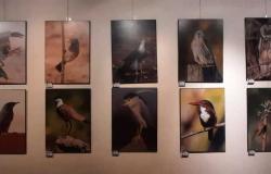 مركز الهناجر يستقبل الدورة الثانية من معرض مصوري الطيور بمصر