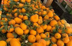 الجوافة بـ7 جنيهات.. أسعار الفاكهة اليوم في سوق العبور