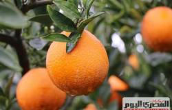 البرتقال المصري أفضل طعم في العالم.. 1.8 مليون طن صادرات خلال 2021