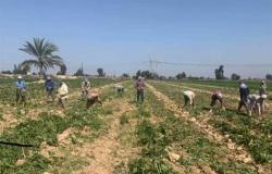 «زراعة الإسكندرية» تبدأ الموعد الثاني لحصاد بنجر السكر في العامرية