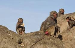 الحياة الفطرية: مشكلة القرود قديمة والحل بيد المواطن