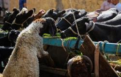 الأردن : توقع ارتفاع أسعار اللحوم في عيد الأضحى