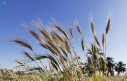 إصدار رخص زراعة القمح وفق الضوابط الأسبوع المقبل