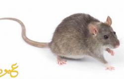 بالفيديو:أفضل طريقة ذكية جدآ للتخلص من الفئران دون أستخدام أى مبيدات سامة.