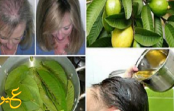 طريقة "استخدام" اوراق "الجوافة" للتخلص من "تساقط" الشعر ...