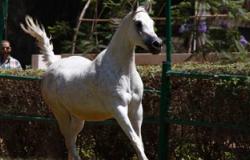 الإمارات تعد قانونا يجرّم استيراد واستخدام منشطات الخيول