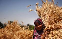 مصر تخطط لخفض وارداتها من القمح بنسبة 18%