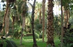 "الحديقة النباتية بأسوان" تعلن البدء فى خطة تشجير كورنيش النيل