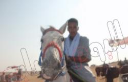مشاركة 400 حصان فى مهرجان الفروسية غرب إدفو