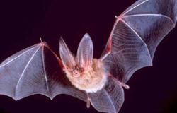 دراسة: الخفاش مخزن للفيروسات المنتشرة على الأرض