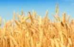 "السلع التموينية" تتعاقد على شراء 235 ألف طن قمح روماني وروسي وأوكراني لإنتاج الخبز