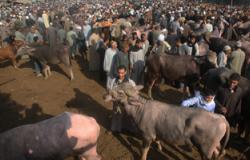 السودان يصدر أكثر من ثلاثة ملايين رأس من الماشية لموسم الحج