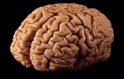 دراسة بريطانية: مخ الإنسان أقل إدراكا للنتائج السيئة
