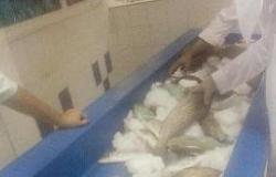 اتلاف 12 كجم من الأسماك الفاسدة في مكة