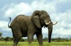 دراسة: الفيلة الضخمة في تنزانيا تواجه خطر الانقراض