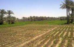 الزراعة | مصر تفقد 3 أفدنة «خصبة» كل ساعة