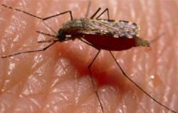 الملاريا تتحول لوباء فى الجزائر