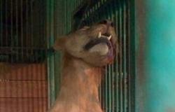 بالصور..”أسد” شاب يلقى حتفه بحديقة حيوان بأندونيسيا