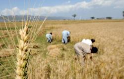 وزارة الزراعة: نصف مليار جنيه دفعة أولى لاستلام القمح من المزارعين