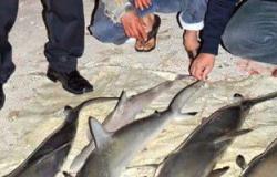 ضبط 5 أسماك قرش محظور صيدها بحوزة صيادين فى الغردقة