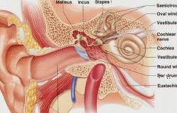 باحثون أمريكيون: نظام خاص بالأذن يحمى من الأصوات العالية