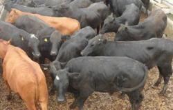 حملة بيطرية بالوادى الجديد لتحصين الماشية والدواجن وإعدام الكلاب الضالة