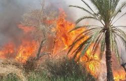 حريق يلتهم 150 شجرة نخيل بإسنا جنوب الأقصر