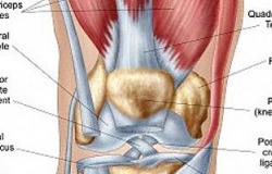 دراسة بريطانية: علاج حديث لالتهاب مفصل الركبة باستخدام الخلايا الجذعية