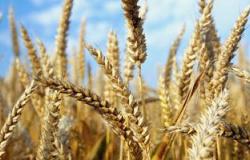 حصاد 63900 فدان من محصول القمح بسوهاج