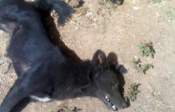 إعدام 1100 كلب وحيوان ضال فى حملة مكبرة لـ"بيطرى الوادى الجديد"