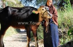 محافظ المنيا يوزع رؤوس ماشية على المستحقين بمركز أبو قرقاص