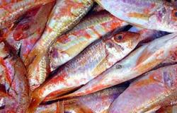 "الزراعة": طرح 713 طن سلع غذائية وأسماك و144 ألف كيلو لحوم بـ114 منفذًا