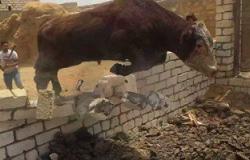مصرع مزارع نطحه " ثور" أثناء تقديم الطعام له بسوهاج