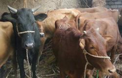 "الزراعة": لجنة علمية بيطرية لبحث فتح استيراد الحيوانات الحية من البرازيل