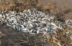 "الصحة" بالإسكندرية تفحص المياه والاسماك النافقة ببحيرة "مريوط"