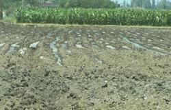 "الزراعة": خطة لزيادة الأراضى المزروعة بالذرة الصفراء إلى مليون فدن