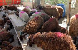 "بيطرى الوادى الجديد": 167 ماشية مصابة بالبيروسيلا وانتقال العدوى لـ6 أشخاص