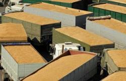 مصدر بـ"الزراعة": الحكومة تدرس إلغاء قرار شراء القمح المحلى بالسعر العالمى