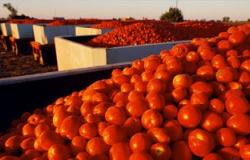 أخبار المغرب اليوم.. "الطماطم" تُثير أزمة بين الرباط وإسبانيا