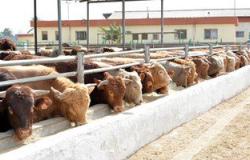 القوات المسلحة: وصول 1100 رأس ماشية من أسبانيا وطرحها للبيع لمواجهة الغلاء