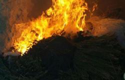 بالصور.. ضبط وحرق 4 مزارع نباتات مخدرة بشمال سيناء